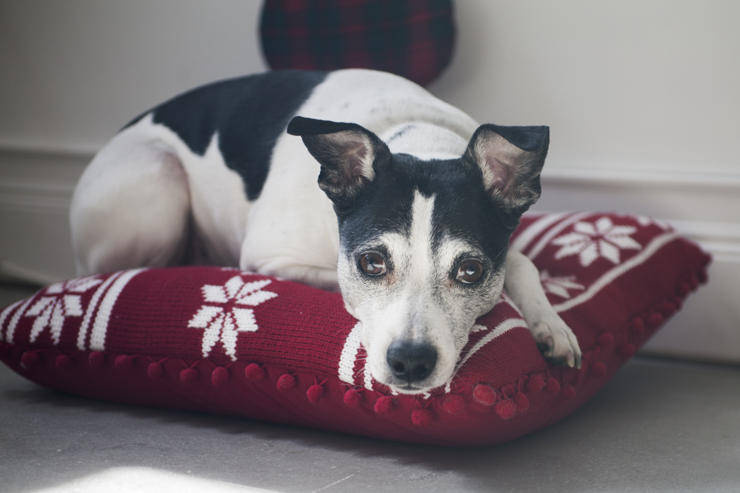 5 Poisonous Holiday Plants That Could Kill Or Make Dog